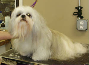 royal pet resort grooming dallas hiram paulding ga